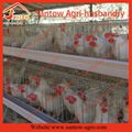 4 tier 120 birds hot galvanized chicken