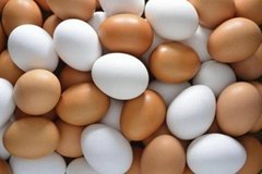 High Quality Organic Fresh table chicken egg white and brown