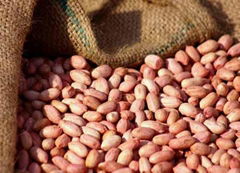 Good Quality Round Type Raw Peanuts Price