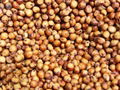 Red and White Sorghum for Sale 1