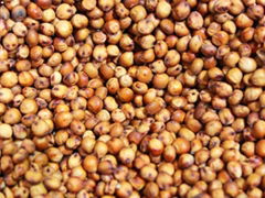Red and White Sorghum for Sale