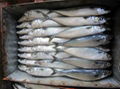 Frozen Horse Mackerel Fish