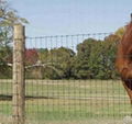 Hinged Joint Field Fence 1