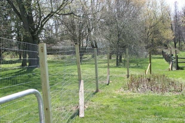 Welded Wire Fence 2