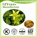 Epimedium Extract Icariin 40% 2