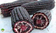 Purple corn extract