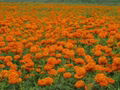 Lutein Marigold Extract 3