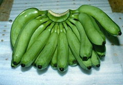 Fresh cavendish Banana