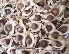 moringa seeds