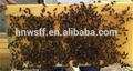 Honey flow hive 2