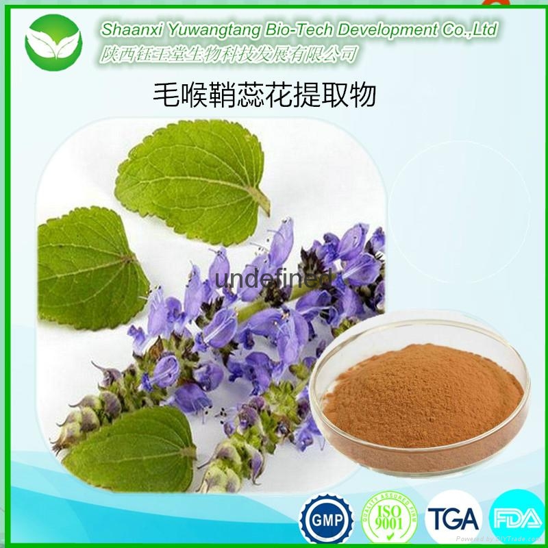 工厂直销毛喉鞘蕊花提取物