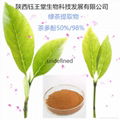 富含80%茶多酚绿茶提取物