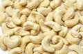 cashew kernels 1