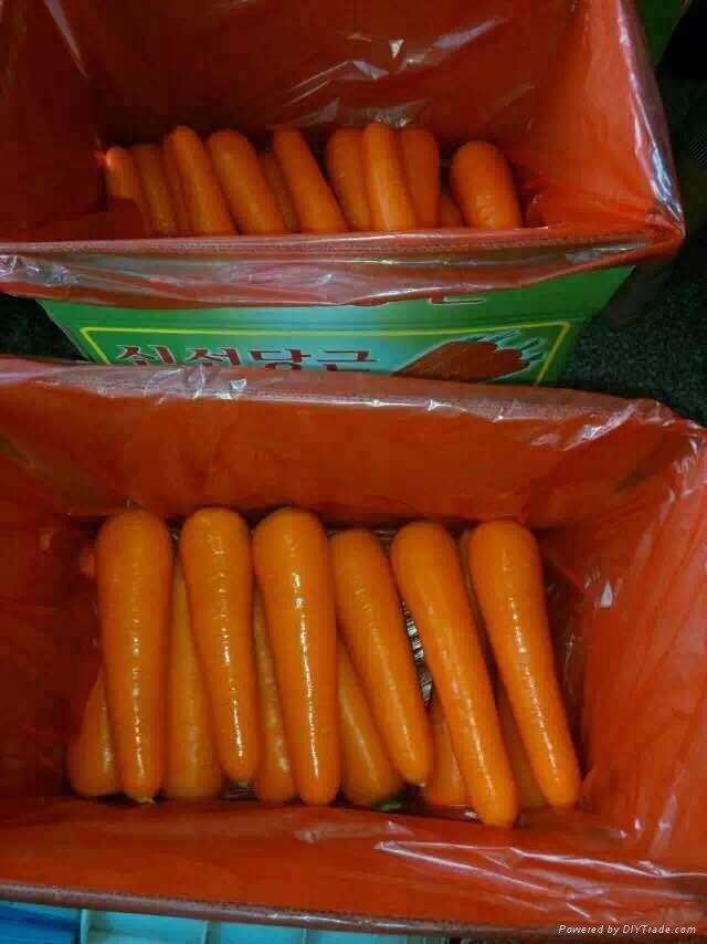 Fresh Carrot  4