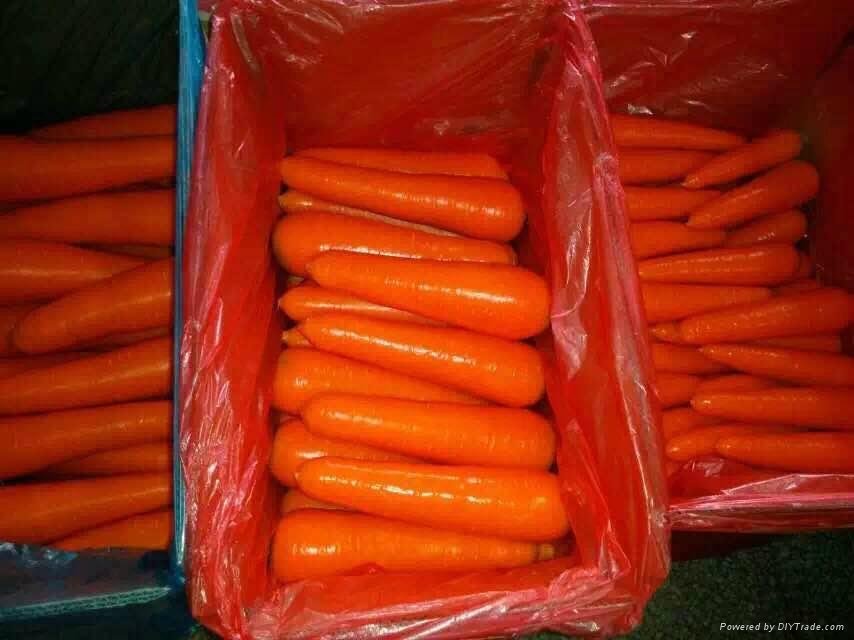 Fresh Carrot 
