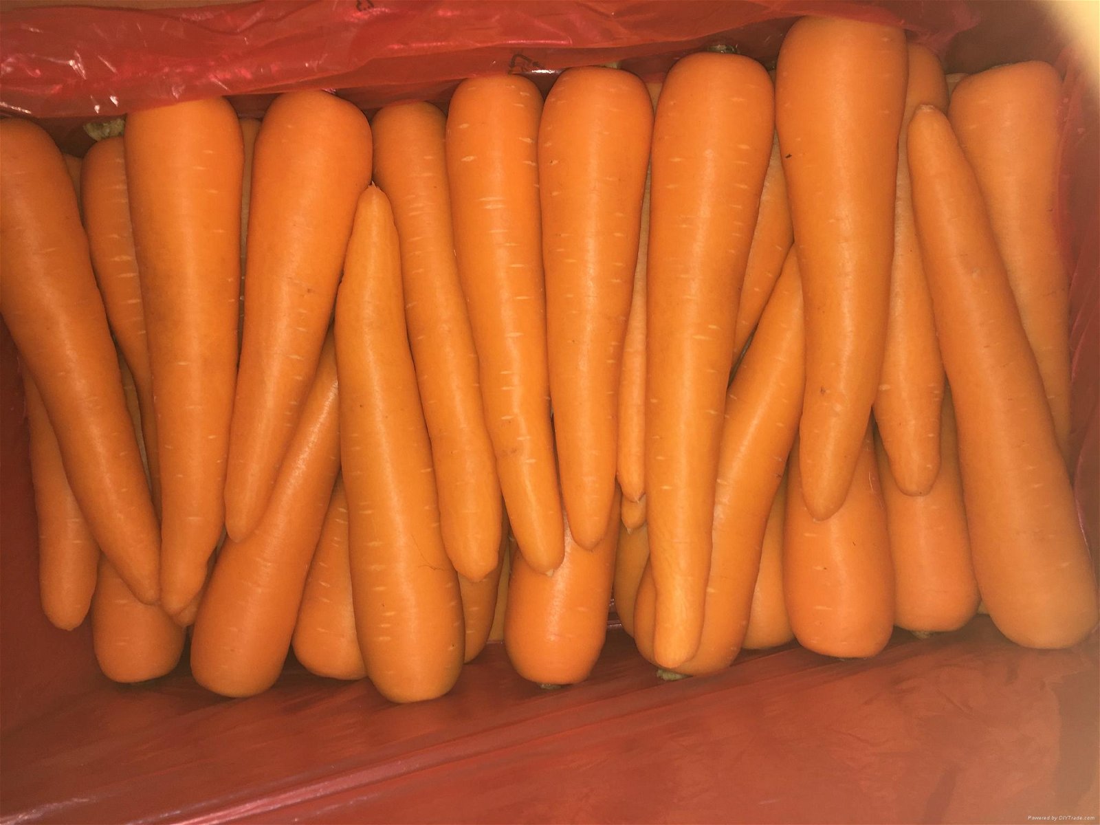 Fresh Carrot  2