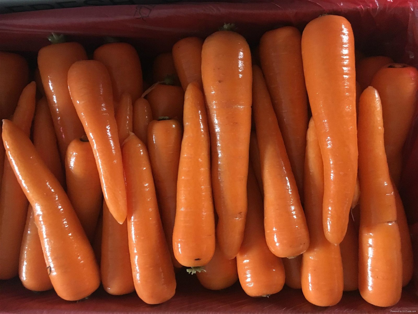 Fresh Carrot  3