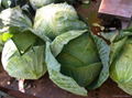 whole sale Fresh cabbage In China Market  2