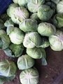 whole sale Fresh cabbage In China Market  3