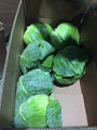 whole sale Fresh cabbage In China Market  1