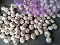 whole Fresh Garlic  in china  2