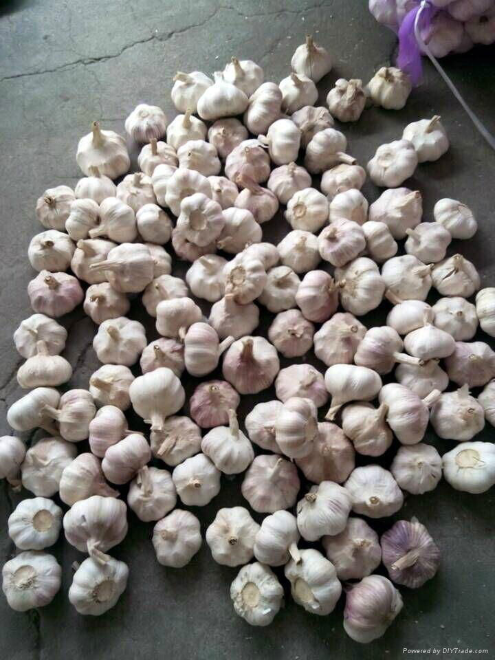 whole Fresh Garlic  in china  3