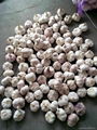 whole Fresh Garlic  in china  3