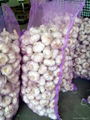 whole Fresh Garlic  in china  4