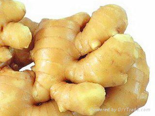 Wholesale fresh Ginger  in China Markrt  2