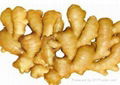 Wholesale fresh Ginger  in China Markrt  4