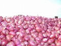 Whole sale fresh red onion in China