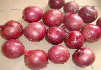 Whole sale fresh red onion in China  2