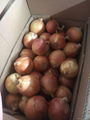 Whole sale fresh yellow onion in China  1