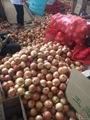 Whole sale fresh yellow onion in China  3