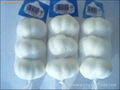 Whole sale pure white Garlic in China  1