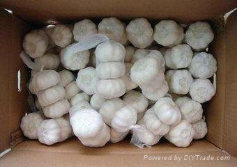 Whole sale pure white Garlic in China  2