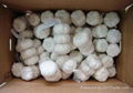 Whole sale pure white Garlic in China  2