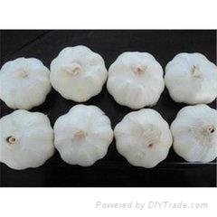 Whole sale pure white Garlic in China  3