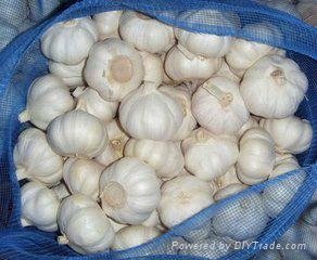 Whole sale pure white Garlic in China  4