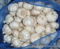 Whole sale pure white Garlic in China  4