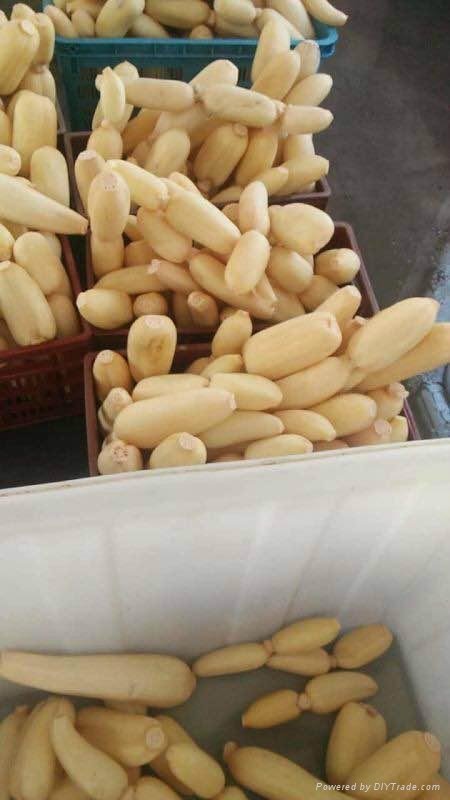 whole sale lotus root in China