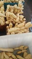 whole sale lotus root in China 1