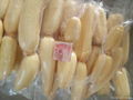 whole sale lotus root in China 2