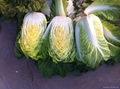 Fresh Chinese cabbage