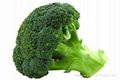 whole sale fresh broccoli