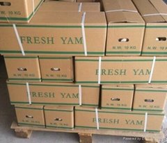 Fresh Yam in China