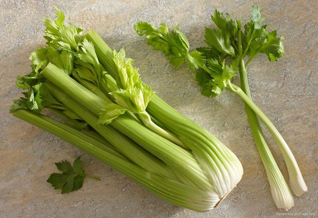 Whole sale fresh celery in China 