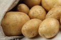 Fresh Potato in China  1