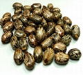 Castor seeds  1