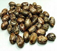 Castor seeds